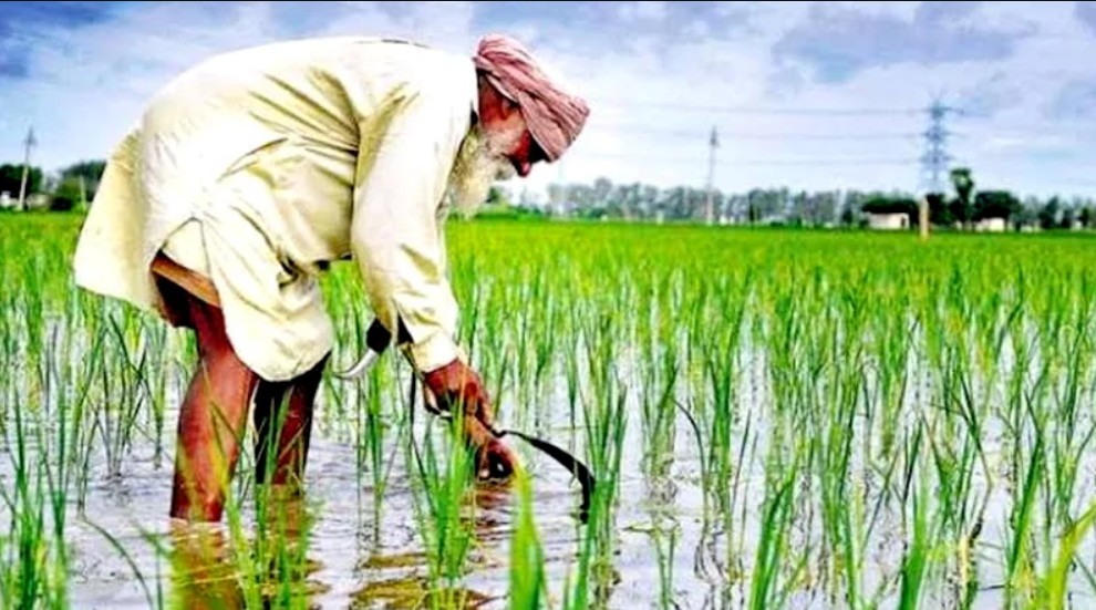 किसानों को मिलेगी अब फसलों की ज्यादा कीमत:धान समेत 14 फसलों की MSP में बढ़ोतरी